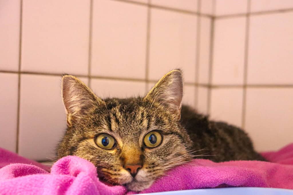 Hospitalisation d'un chat à Clinique vétérinaire du Trégor à Treguier 22220