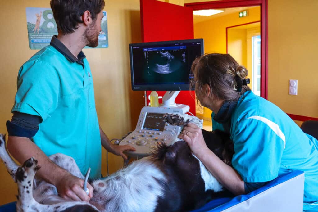 Imagerie Clinique vétérinaire du Trégor à Treguier 22220