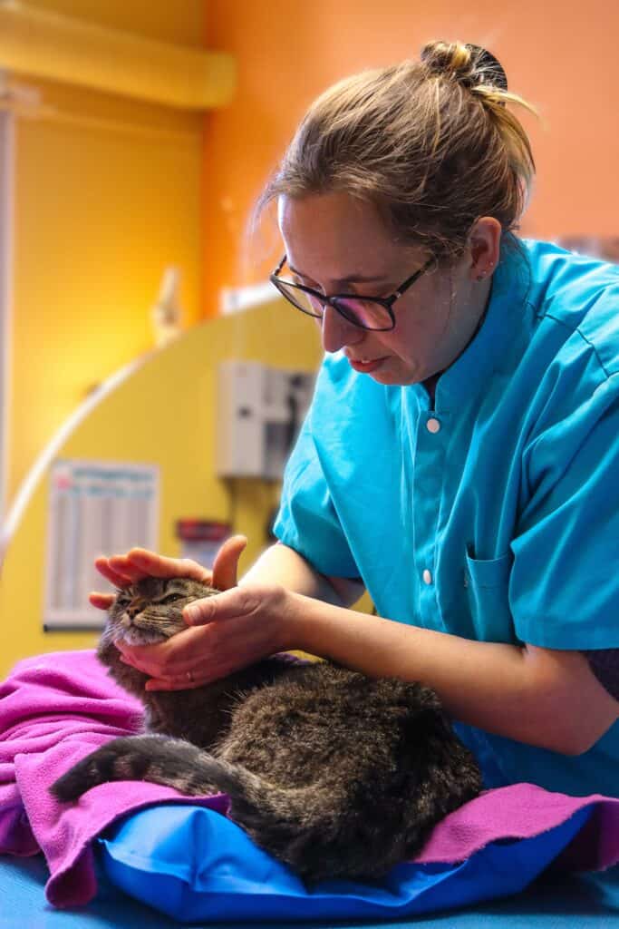 Ostéopathie d'un chat Clinique vétérinaire du Trégor à Treguier 22220